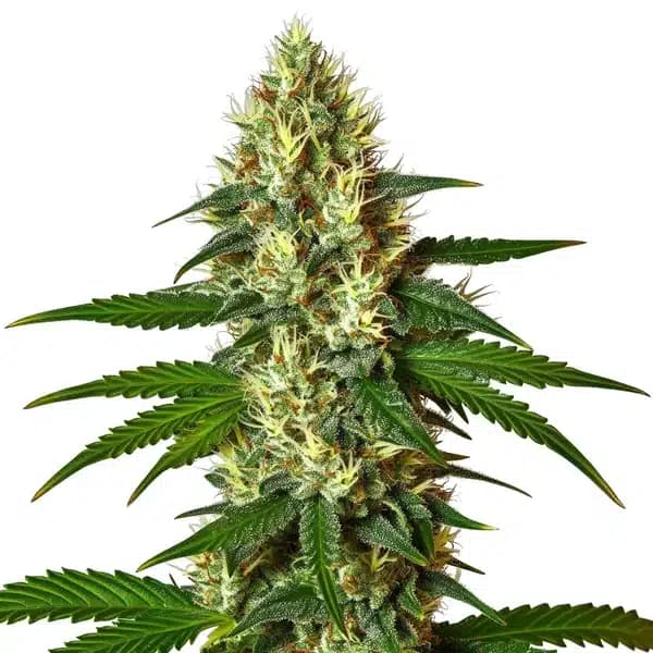 Carmen 2.0 Seeds