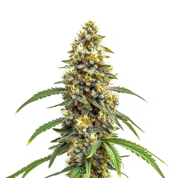Carmen x Durban Poison Seeds