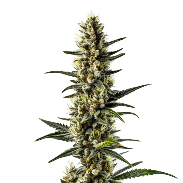 CBD 1-CA (1:20) Seeds