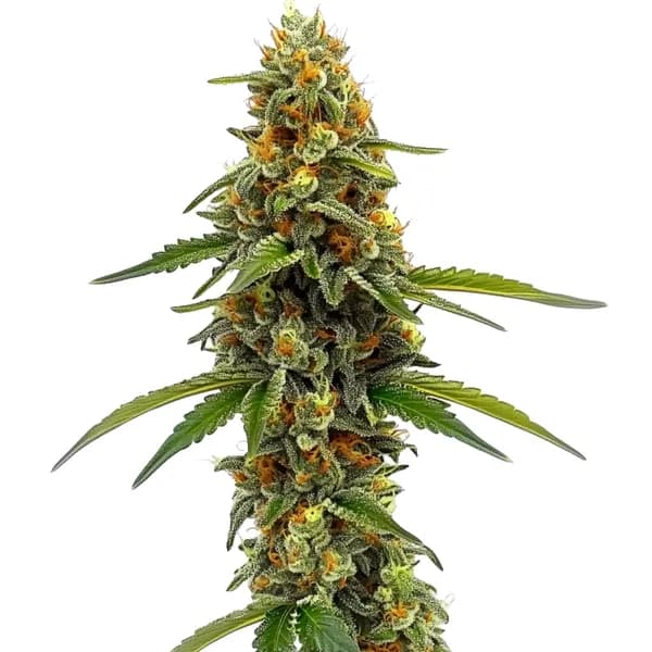 ACDC (1:18) Seeds