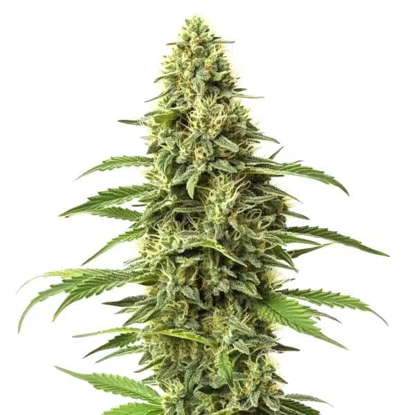 Amnesia CBD (1:1) Seeds