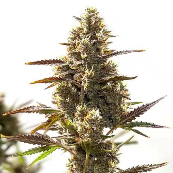 Cbd Auto (1:30) Seeds