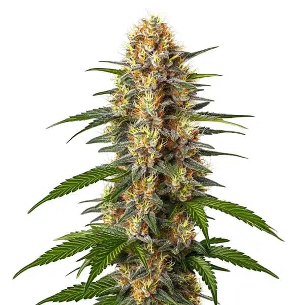 CBD Black Domina (1:1) Seeds