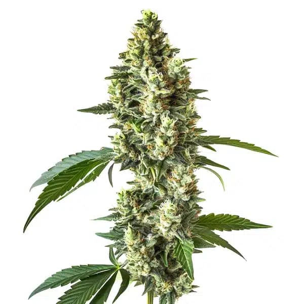 Blueberry CBD (1:1) Seeds