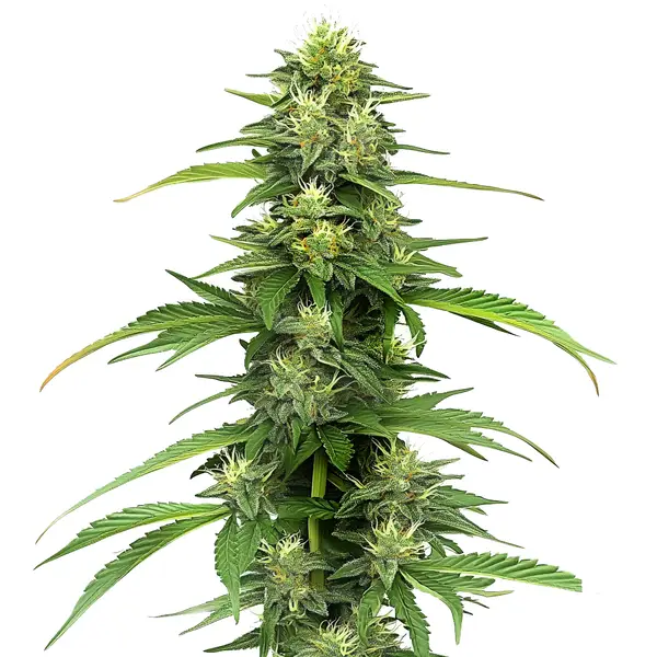 Blueberry CBD (1:16) Seeds