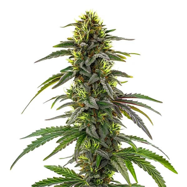 CBD Cafe Racer Seeds