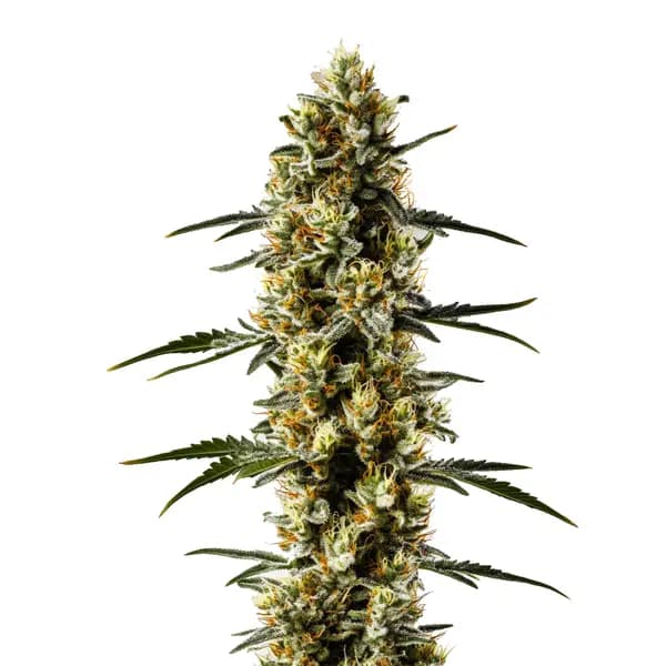 Candida CBD Seeds