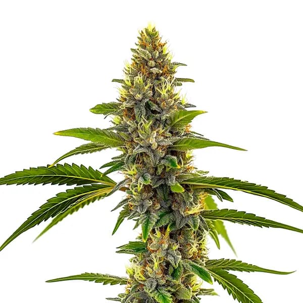 CBD Candyland Seeds