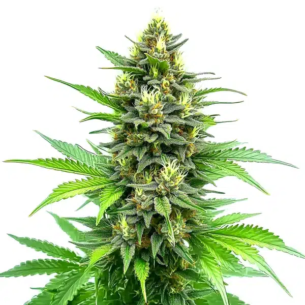 Carmagnola CBD Seeds