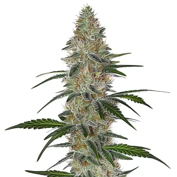 CBD Chemdog #4 Seeds