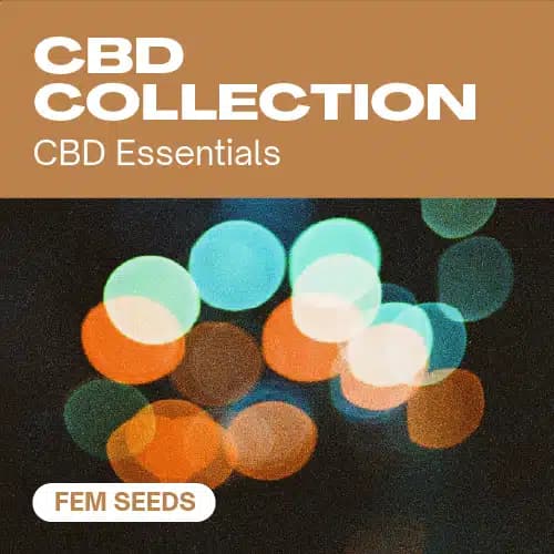 CBD Collection Seeds