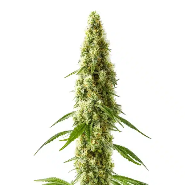 CBD Cookie Kush (1:10) Seeds