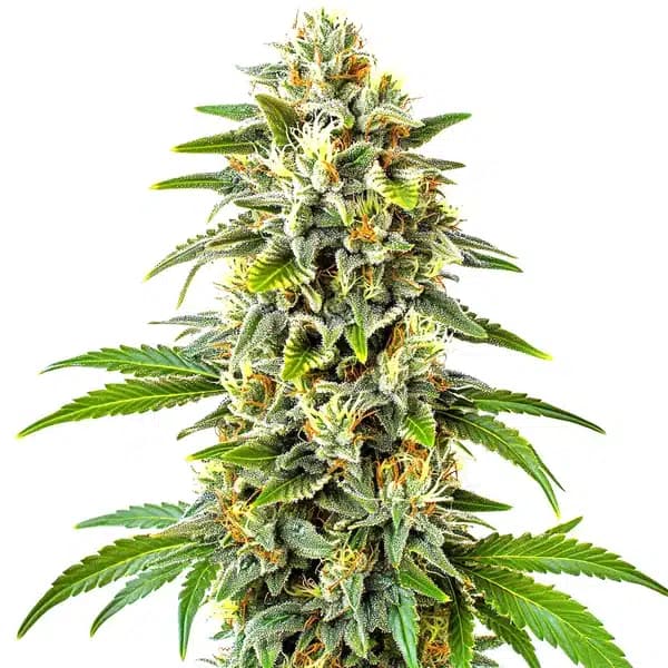 Cbd Cookies Auto (1:1) Seeds