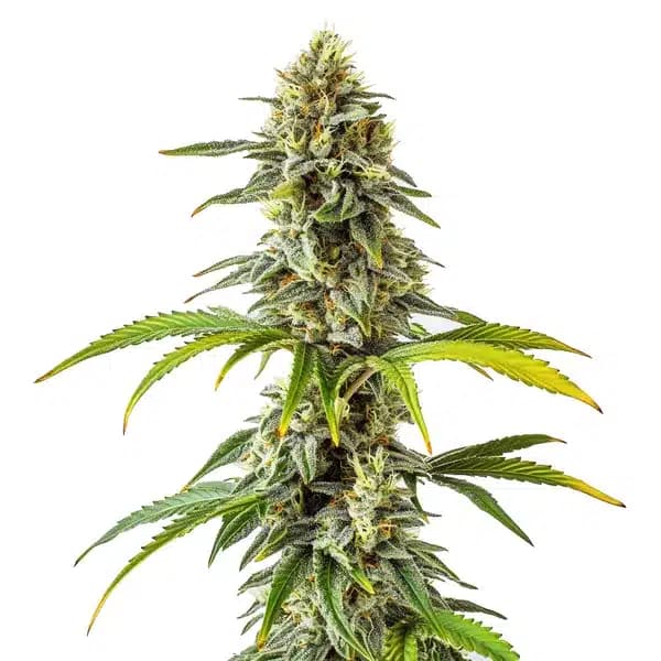 CBD Cream Cheese (1:1) Seeds
