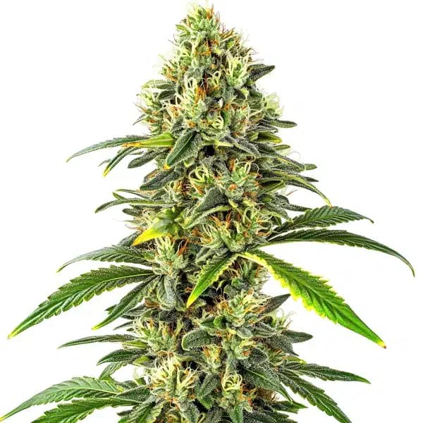 Cbd Critical Auto (1:15) Seeds