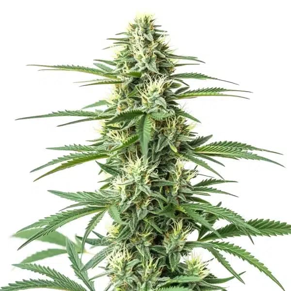 CBD Critical Mass (1:1) Seeds