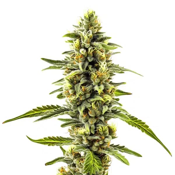 CBD Diesel x Gorilla (1:1) Seeds