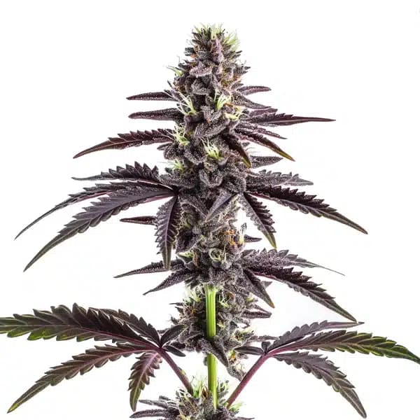 CBD Grape Pie (1:15) Seeds