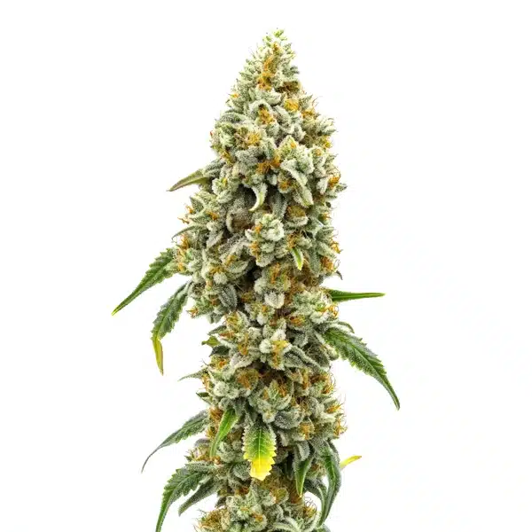 Harlequin CBD (1:18) Seeds