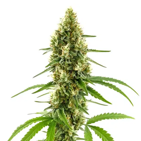 CBD Harlequin Kimbo Kush (1:2) Seeds