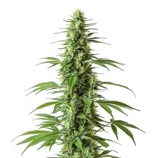 Haze CBD (1:1) Seeds