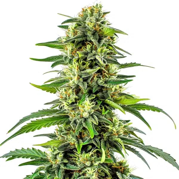 CBD Haze Auto (1:15) Seeds