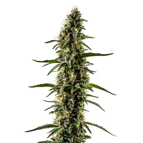 CBD Kush (1:1) Seeds