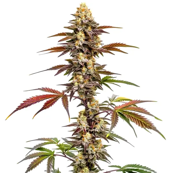 CBD Mango (1:1) Seeds
