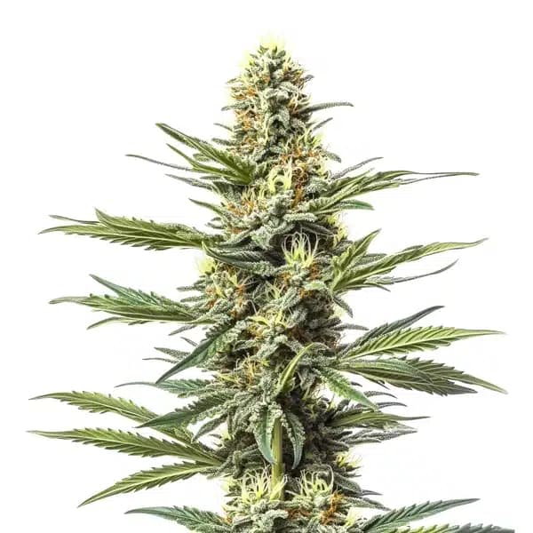 CBD Mexican (1:1) Seeds