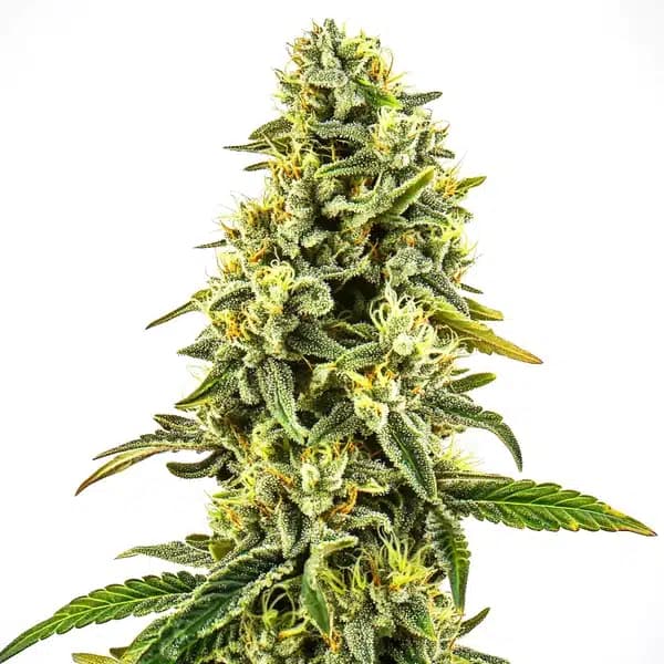 OG Kush CBD (1:15) Seeds
