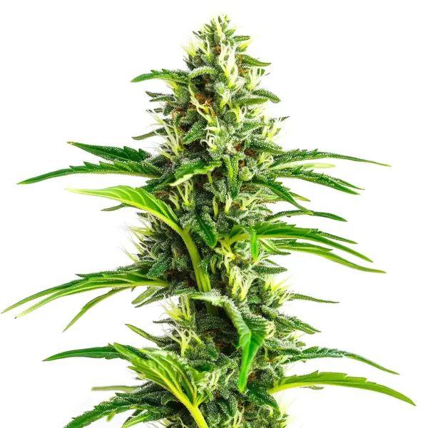 CBD Ratio 1:30 Seeds