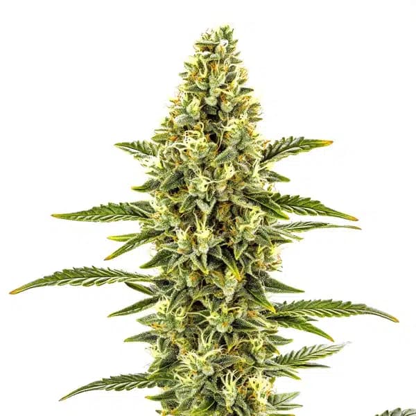 CBD Shishkaberry x Candida (1:2) Seeds