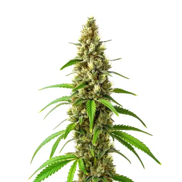 CBD Stephen Hawking Kush Seeds