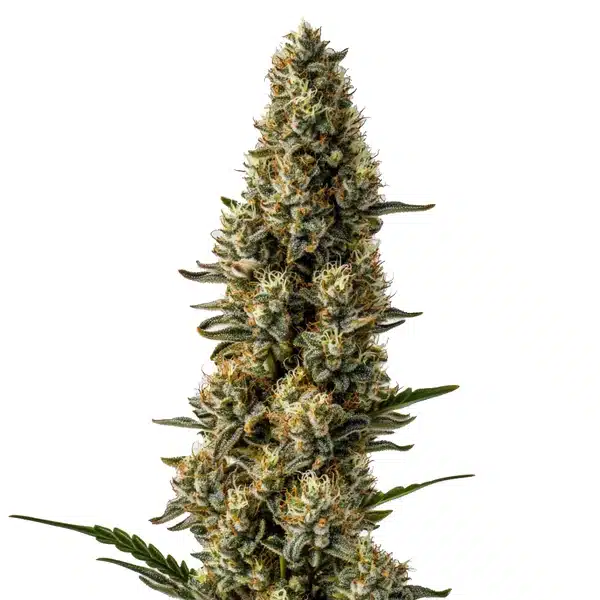 CBD Strawberry (1:15) Seeds