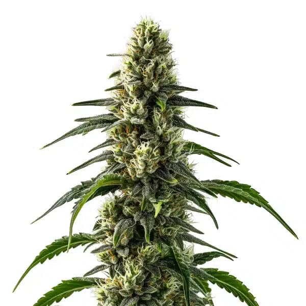 CBD Strawberry (1:25) Seeds