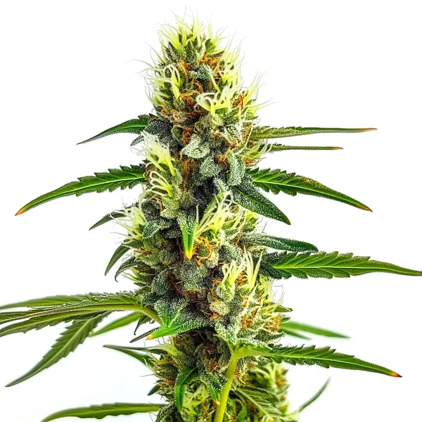 CBD Strawberry 1:30 Seeds