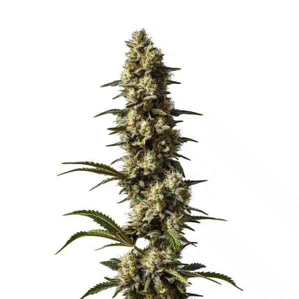 CBD Strawberry Cake Seeds