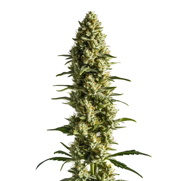 CBD Super Kush (1:25) Seeds
