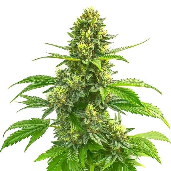 Super Lemon Haze CBD (1:1) Seeds