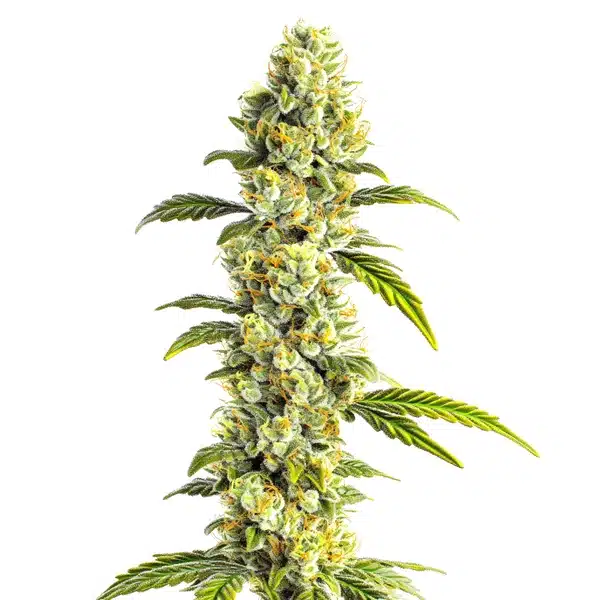 CBD Super Silver (1:1) Seeds