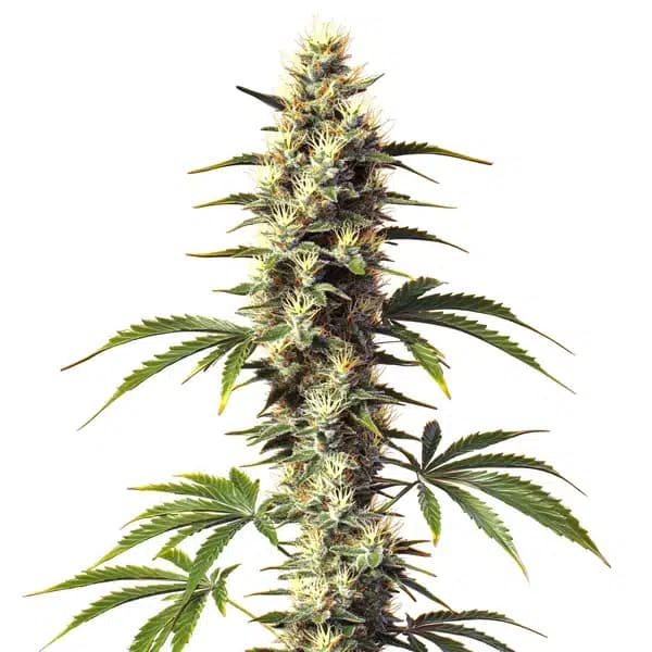 CBD Supreme Durban Seeds