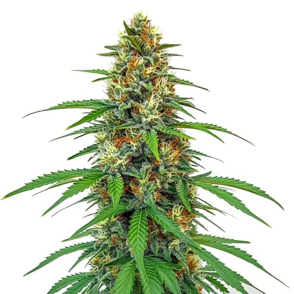 CBD Tangie (1:15) Seeds