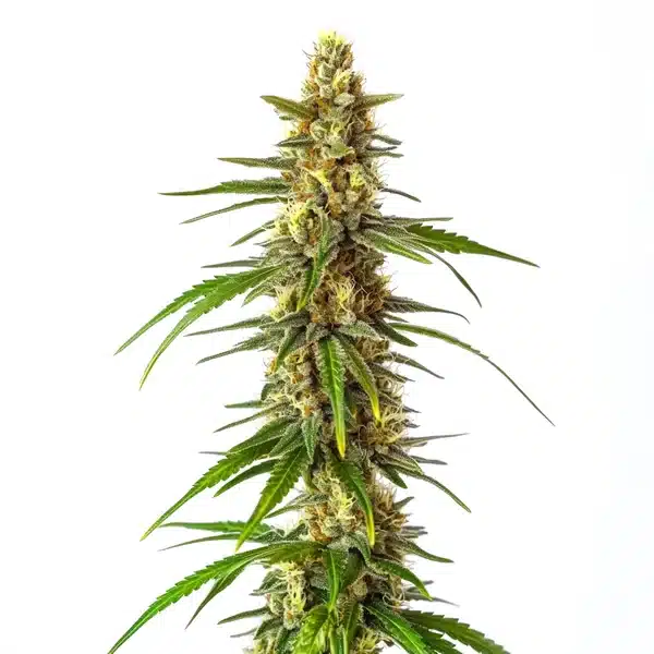 CBD Therapy Seeds