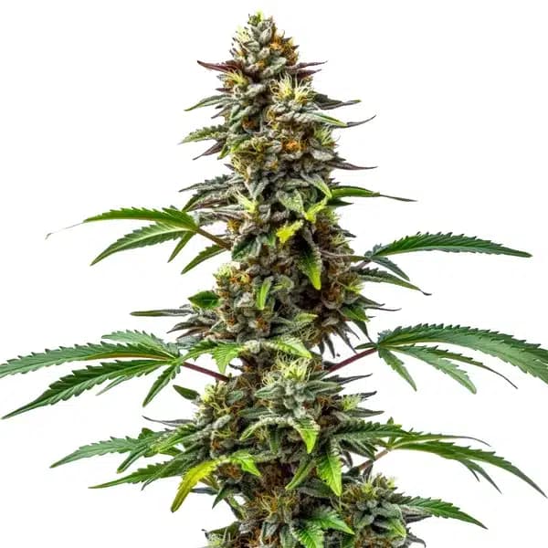 CBD Tutti Frutti (1:15) Seeds