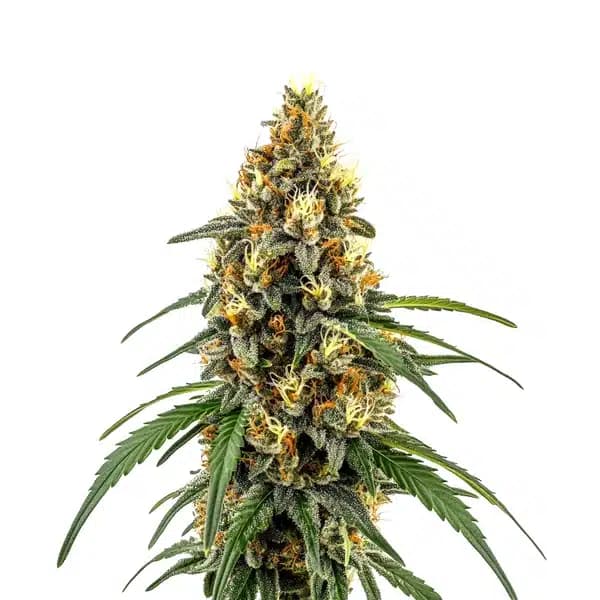 CBD Very Cherry Berry Seeds