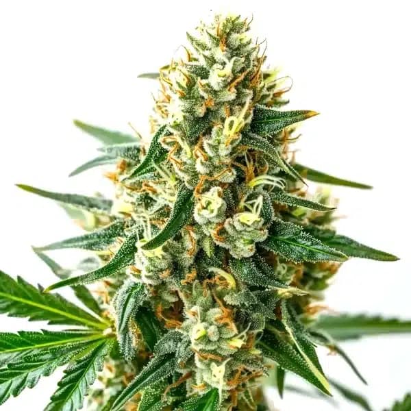 CBD Wellness Seeds