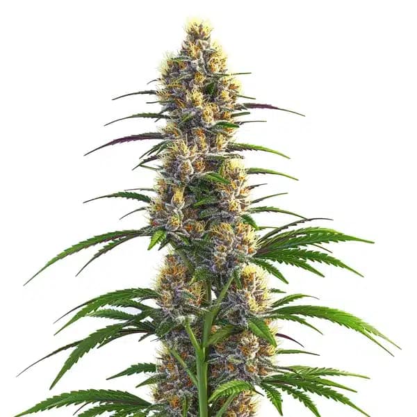CBD Zenergy Seeds