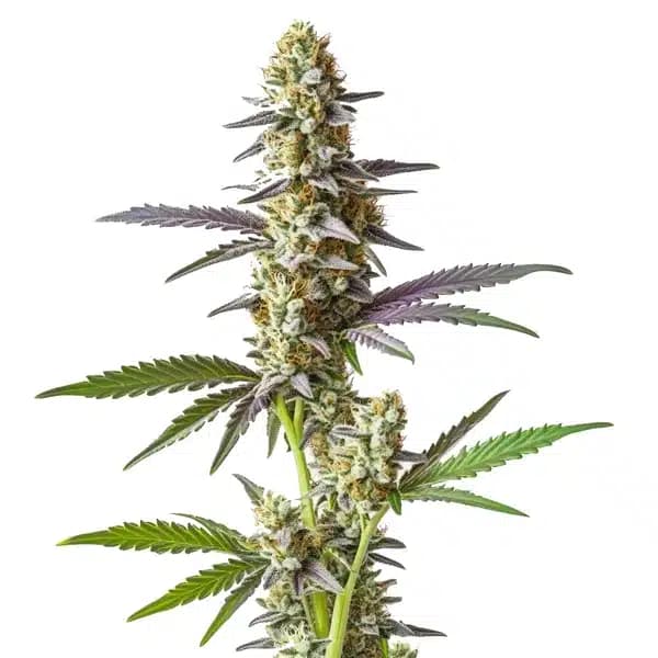 Cement Shoe x Rainbow Regular Seeds