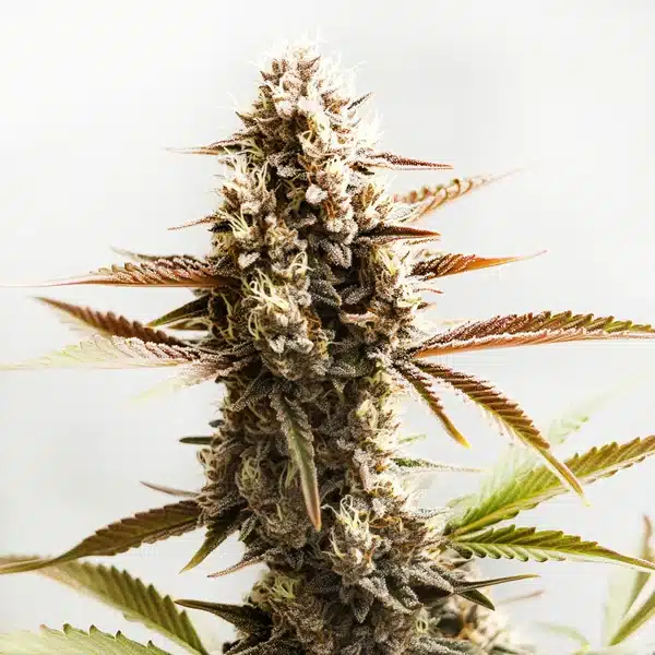 Cereal Milk Auto Seeds