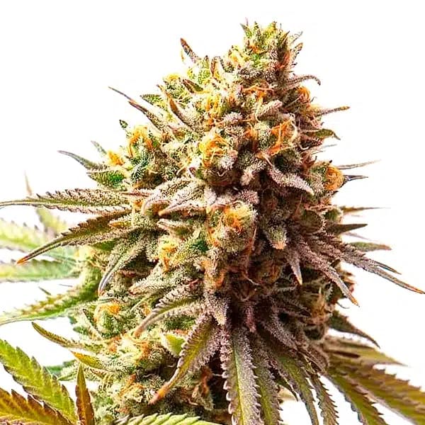 Cereal Milk Cannabis Extraction Seeds